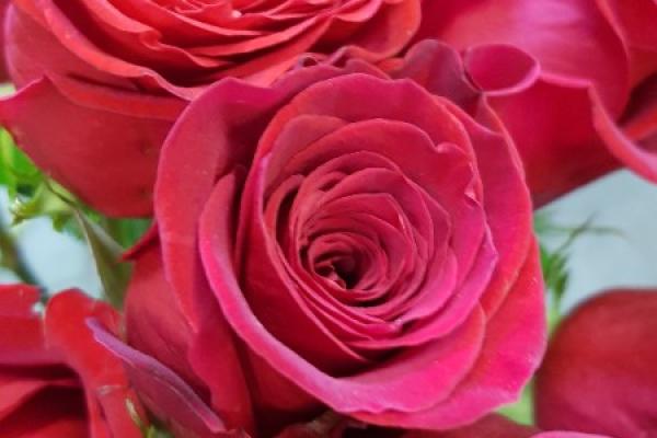 Bouquet de roses rouge 7 roses  et son feuillage pour rappeler son amour