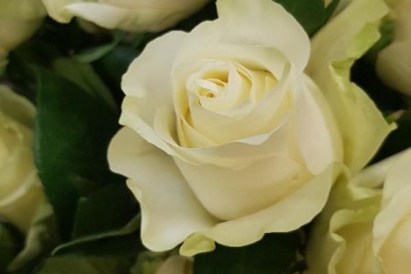 Bouquet de roses blanches 7 roses gros boutons et son feuillage