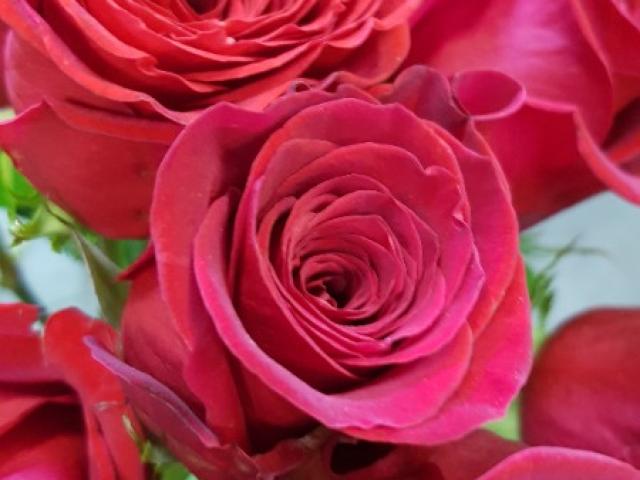 Bouquet de 7 roses rouges gros boutons et son feuillage