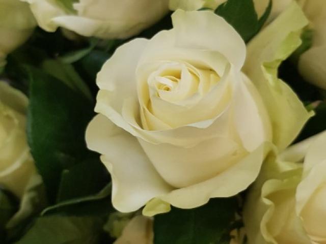 Bouquet de roses blanches 7 roses gros boutons et son feuillage